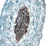 FZD1 Antibody in Immunohistochemistry (Frozen) (IHC (F))