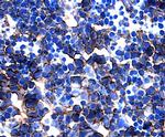 NOTCH2 Antibody in Immunohistochemistry (Frozen) (IHC (F))