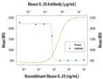 IL-20 Antibody in Neutralization (Neu)