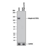 CD51 Antibody in Western Blot (WB)