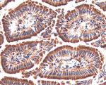 SERPINF2 Antibody in Immunohistochemistry (Frozen) (IHC (F))