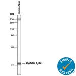 Cystatin M Antibody in Western Blot (WB)