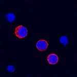 FCGR2B Antibody in Immunocytochemistry (ICC/IF)