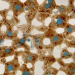 ANGPTL3 Antibody in Immunohistochemistry (Frozen) (IHC (F))