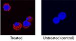 GM-CSF Antibody in Immunocytochemistry (ICC/IF)