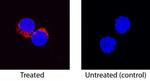 IL-8 (CXCL8) Antibody in Immunocytochemistry (ICC/IF)