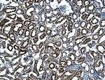 CD266 Antibody in Immunohistochemistry (Frozen) (IHC (F))