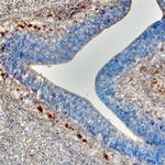 SEMA3C Antibody in Immunohistochemistry (Frozen) (IHC (F))