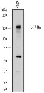 IL17RA Antibody in Western Blot (WB)