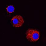 MCP-1 Antibody in Immunocytochemistry (ICC/IF)