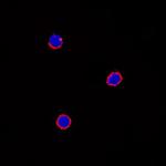 IL-6 Antibody in Immunocytochemistry (ICC/IF)