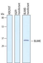 SLAMF8 Antibody in Western Blot (WB)