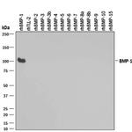 BMP1 Antibody in Western Blot (WB)