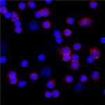 CD16 Antibody in Immunocytochemistry (ICC/IF)
