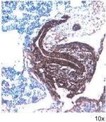 FZD7 Antibody in Immunohistochemistry (Frozen) (IHC (F))