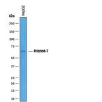 FZD7 Antibody in Western Blot (WB)