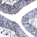 SEMA6C Antibody in Immunohistochemistry (Frozen) (IHC (F))