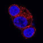 Glypican 3 Antibody in Immunocytochemistry (ICC/IF)