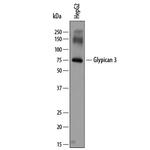 Glypican 3 Antibody in Western Blot (WB)