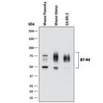 B7-H4 Antibody in Western Blot (WB)