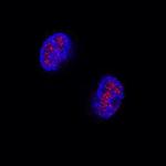 GATA5 Antibody in Immunocytochemistry (ICC/IF)