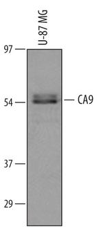 Carbonic Anhydrase IX Antibody in Western Blot (WB)