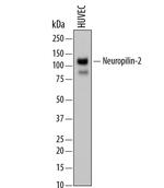 Neuropilin 2 Antibody in Western Blot (WB)