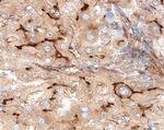 EPCR Antibody in Immunohistochemistry (Paraffin) (IHC (P))