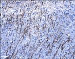 MOG Antibody in Immunohistochemistry (Frozen) (IHC (F))