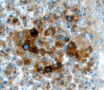 Arylsulfatase A Antibody in Immunohistochemistry (Paraffin) (IHC (P))