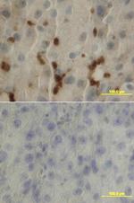 LIF Antibody in Immunohistochemistry (Paraffin) (IHC (P))