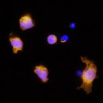 IL-3 Antibody in Immunocytochemistry (ICC/IF)