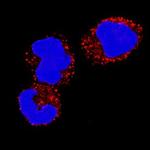 IL-18 Antibody in Immunocytochemistry (ICC/IF)