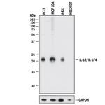 IL-18 Antibody in Western Blot (WB)