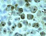 HBEGF Antibody in Immunohistochemistry (Paraffin) (IHC (P))