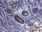 HBEGF Antibody in Immunohistochemistry (Paraffin) (IHC (P))