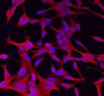 WNT11 Antibody in Immunocytochemistry (ICC/IF)