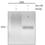c-Rel Antibody in ChIP Assay (ChIP)