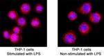 c-Rel Antibody in Immunocytochemistry (ICC/IF)