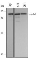 c-Rel Antibody in Western Blot (WB)