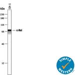 c-Rel Antibody in Western Blot (WB)