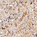 Syndecan 3 Antibody in Immunohistochemistry (Paraffin) (IHC (P))