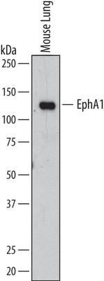 Epha1 Antibody in Western Blot (WB)