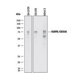 IGSF8 Antibody in Western Blot (WB)