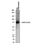 IGSF8 Antibody in Western Blot (WB)