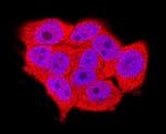 PTPRS Antibody in Immunocytochemistry (ICC/IF)