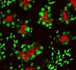 ACE2 Antibody in Immunohistochemistry (Frozen) (IHC (F))