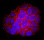 DOPA Decarboxylase Antibody in Immunocytochemistry (ICC/IF)