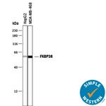 FKBP8 Antibody in Western Blot (WB)