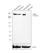 CUBN Antibody